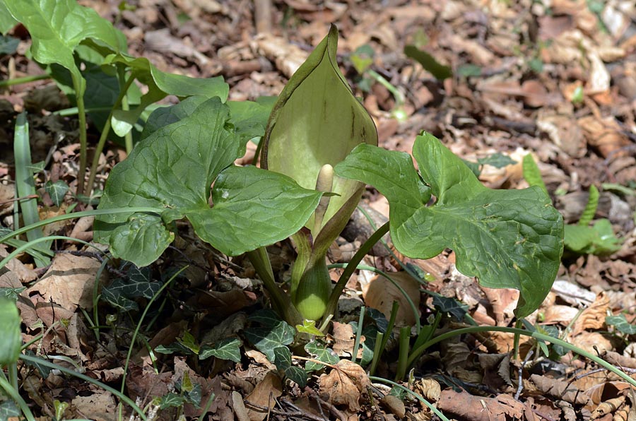 Arum maculatum / Gigaro scuro